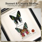 Real Framed Moth Specimen Duo - Preserved Sunset   Urania Taxidermy - Metalli   