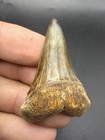 Rare Transitional Mako Shark Tooth Peru 2 00    No Repair