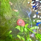 Red 12 Mixed Small - Medium  Ramshorn Snails Live Freshwater Aquarium