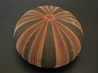 Wow Colors   mespilia Globulus 44 8mm philippines Sea Urchin
