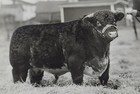 Vintage James E Rose Shorthorn Bull 5x7 Photo Toronto Blue Ribbon Stamp