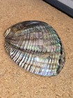 Vintage Abalone Shell Polished Rainbow Sea Green Blue Beach Decor