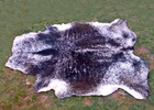 100  Real Brindle Cowhide Rugs Area Cow Hair On Skin Floor Rug Size 67x62  Mj01
