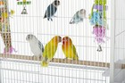 Prevue Pet Products Wrought Iron Bird Flight Cage With Wheels - Large Birdcag   