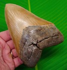 5 55    Megalodon Shark Tooth W   Rare Bright Orange Blade - Xl Big Super Serrated