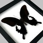 Real Framed Black Butterfly Handmade Decor For Wall Entomology Clear Background