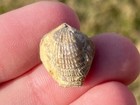 Fossil Brachiopod Atrypa Oklahomensis Haragan Formation Devonian Age Oklahoma