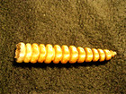 Rattle Snake Rattle Rattler Approx  2 3 4 Inches Long X 1 2 Inches Wide  6