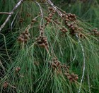 River She-oak  Casuarina Cunninghamiana  Tree Seeds