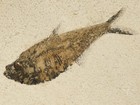 Larger  50 Million Year Old  Diplomystus Fish Fossil On Big Matrix Wyoming 898gr