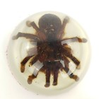 Vintage Maack Co Acrylic Lucite Paperweights Real Scorpion   Tarantula  Lot Of 2