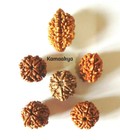 Rudraksha From 2 Mukhi To 7 Mukhi 4 5 6 7 Nepal Origin Single Pieces Energized