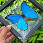 Real Blue Morpho Butterfly Double Sided Glass Frame Taxidermy Specimen Display