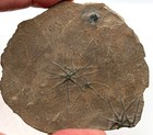 Fossil Brittle Stars - Ophiopinna Elegans - Jurassic - La Voulte  France