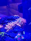 2-3  Aquacultured Rainbow Bubble Tip Anemone