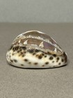 Carved Cowrie Sea Shell Italy Pompeii Napoli Souvenir