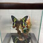 Vintage Madagascan Sunset Moth Pair Display Box 8 25   x 5   x 5   