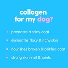 Taily Grass-fed Liquid Collagen For Dogs   Cats - Skin  Coat Relief  Itch Suppor