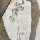 Unique Authentic Long-tailed Bird Fossil  Rare Collection Of Triassic Period  