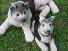 Rare Vtg  1986 Russ Berrie Yomiko German Shepherd Plush Dog   Puppy Pair Sweet  