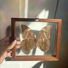 Rare Large Blue Morpho Butterfly Framed Double Sided Glass Display Real Specimen