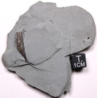Gorgeous Ectenocrinus Simplex Ordovician Crinoid Fossil Kope Formation Ohio