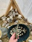24 Coturnix Quail Fertile Hatching Eggs - 2 Dozen - Variety Of Beautiful Colors