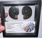 Super Rare Sliced Framed Black Ammonite Lot Dinosaur Era Fossil One Per Order