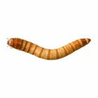 Predator Foods Bulk Live Giant Worms  1 25  250-5000 Count 
