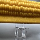 Kellogg s Corn Flakes Cornyphone Harmonica 1963 Cereal Premium W  Instructions