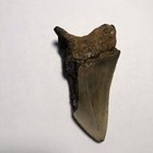 Rare 3 5    Megalodon   shark Tooth   fossil Teeth Kids Gift Prehistoric Present  