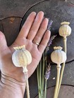 Dried Flowers For Crafts Hand Bouquet Wedding 3 Large Pods   3 Extra With Filler