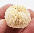 Set Of 3 White Mushroom Corals Home Decor 1-2  Nautical Coastal Beach Crafts 