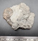 Calocystites Jewetti Cystoid Fossil - Rochester Shale  New York Silurian