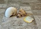 Kings Crown Conch Shell  Tiger Chambered Nautilus Shell   Mother Of Pearl Shell