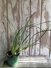 Orchid Plants Maxillaria Tenuiolia Species    Coconut  Fragant    