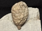Cystoid-killer Holocystites From Massie Formation Of Indiana-fossils  Trilobite