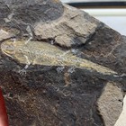 Exquisite Insect Fossils From The Jurassic Daohugou Period