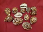 Tiger Cowrie Sea Shell Premium Quality Rare Unique Sea Shell