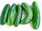 100  Muncher Cucumber Seeds - Organic -- Heirloom - Non Gmo -- Fresh