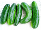200  Muncher Cucumber Seeds ------------ Heirloom - Non Gmo -- Fresh