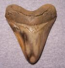 Megalodon Shark Tooth 5  Shark Teeth Jaw Fossil  no Restoration  Giant Polished