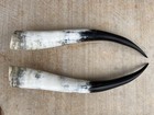 Two Pairs Steer Horn Polished Pair Bull Cow Horn