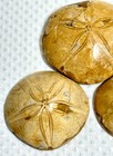3 Sand Dollar Fossils 188  130  88 Gr   20   28   41 Lb     646