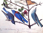 John James Audubon Birds Warblers Vintage Art Print Book Plate 186