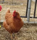 12 Golden Comet Chicken Early Heavy Layer Fertile Hatching Eggs Npip ai Clean 