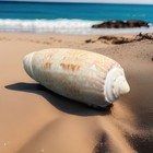 Beautiful 2    Olive Scripta Sea Shell From Jupiter Island  Florida