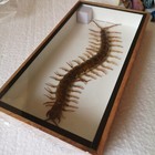 Framed Centipedes Collection In Wood   Glass Frame     5  X 12 