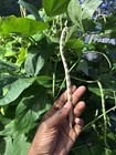 Puerto Rican Black Bean Seeds For Home Garden - Pole Bean- Trellis