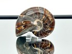 Large Nautilus Fossil - Madagascar   1 
